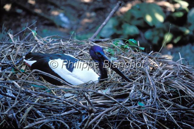 jaribu 2.JPG - Jabiru d'AsieBlack-necked StorkEphippiorhynchus asiaticus (femelle) The Rainforest Habitat Wildlife SanctuaryPort DouglasQueenslandAustralie